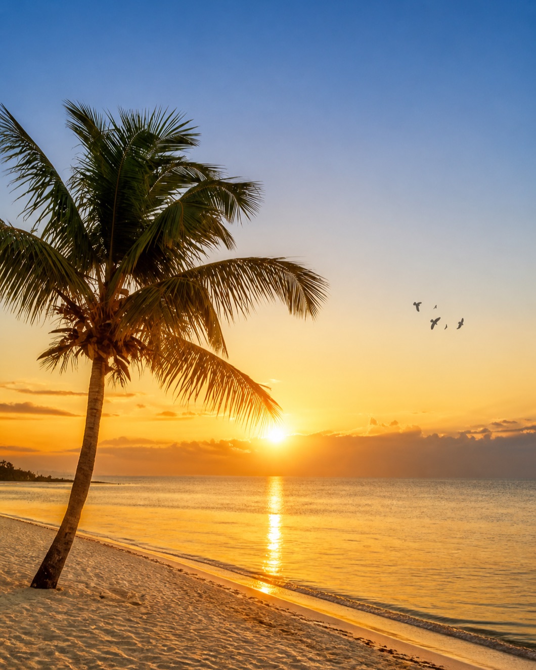 A palm tree silhouetted against a Florida sunset over the Gulf, with birds flying over the water.